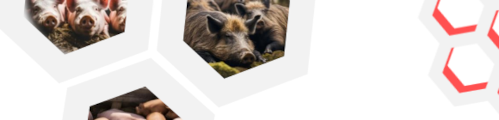 baner z zdjęcieami świń